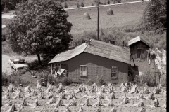 Tobacco-Farm-Knott-County-1975-BH
