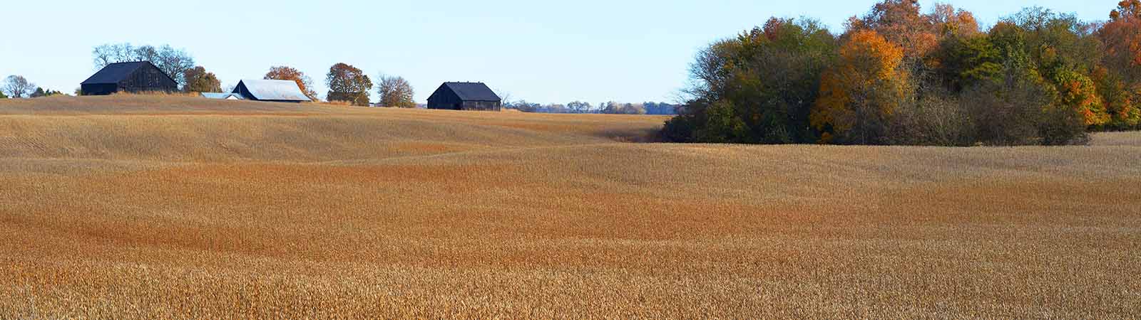 Near Russellville KY – Kemp Farms
